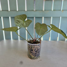 Load image into Gallery viewer, #B102 Anthurium Dark Mama x (Black Cherry x Papillilaminum)