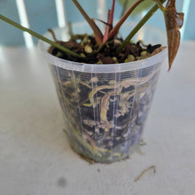 Load image into Gallery viewer, #B102 Anthurium Dark Mama x (Black Cherry x Papillilaminum)