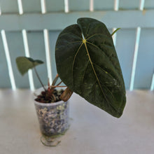 Load image into Gallery viewer, #B8 Anthurium (Black Sensation x Midnight Velvet) x (Papillilaminum x Dressleri)