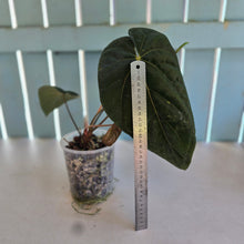 Load image into Gallery viewer, #B8 Anthurium (Black Sensation x Midnight Velvet) x (Papillilaminum x Dressleri)