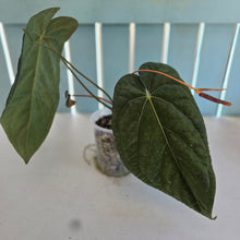 Load image into Gallery viewer, #B8 Anthurium (Black Sensation x Midnight Velvet) x (Papillilaminum x Dressleri)