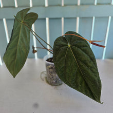 Load image into Gallery viewer, #B8 Anthurium (Black Sensation x Midnight Velvet) x (Papillilaminum x Dressleri)