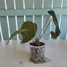 Load image into Gallery viewer, #B8 Anthurium (Black Sensation x Midnight Velvet) x (Papillilaminum x Dressleri)
