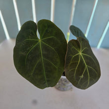 Load image into Gallery viewer, #239 Anthurium Forgetii x Reverse Black Cherry
