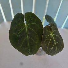 Load image into Gallery viewer, #239 Anthurium Forgetii x Reverse Black Cherry