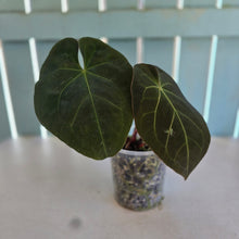 Load image into Gallery viewer, #239 Anthurium Forgetii x Reverse Black Cherry