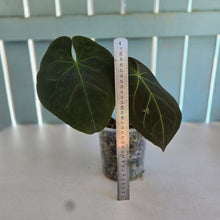 Load image into Gallery viewer, #239 Anthurium Forgetii x Reverse Black Cherry