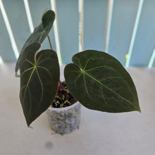Load image into Gallery viewer, #239 Anthurium Forgetii x Reverse Black Cherry