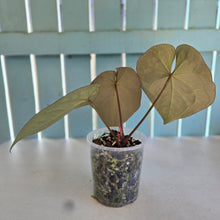 Load image into Gallery viewer, #239 Anthurium Forgetii x Reverse Black Cherry