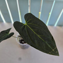 Load image into Gallery viewer, #B97 Anthurium Dark Mama x (Black Cherry x Papillilaminum)