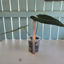 Load image into Gallery viewer, #B97 Anthurium Dark Mama x (Black Cherry x Papillilaminum)