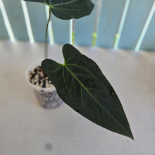 Load image into Gallery viewer, #B97 Anthurium Dark Mama x (Black Cherry x Papillilaminum)