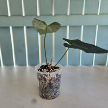 Load image into Gallery viewer, #B97 Anthurium Dark Mama x (Black Cherry x Papillilaminum)