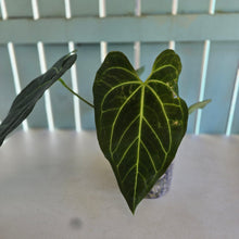 Load image into Gallery viewer, #H341 Anthurium Dark Mama x (Black Cherry x Papillilaminum)