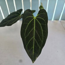 Load image into Gallery viewer, #H341 Anthurium Dark Mama x (Black Cherry x Papillilaminum)