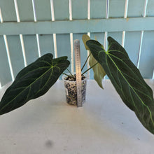 Load image into Gallery viewer, #H341 Anthurium Dark Mama x (Black Cherry x Papillilaminum)