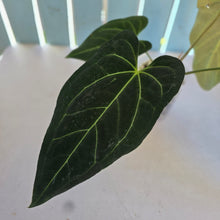 Load image into Gallery viewer, #H341 Anthurium Dark Mama x (Black Cherry x Papillilaminum)