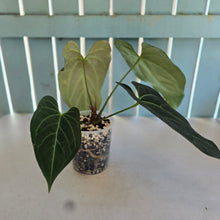 Load image into Gallery viewer, #H341 Anthurium Dark Mama x (Black Cherry x Papillilaminum)