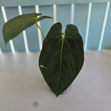 Load image into Gallery viewer, #107 Anthurium (Papillilaminum x Black Cherry)  x (Papillilaminum x Dressleri)