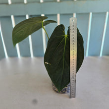 Load image into Gallery viewer, #107 Anthurium (Papillilaminum x Black Cherry)  x (Papillilaminum x Dressleri)