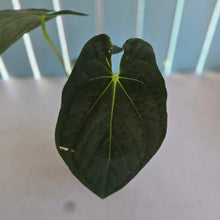 Load image into Gallery viewer, #107 Anthurium (Papillilaminum x Black Cherry)  x (Papillilaminum x Dressleri)