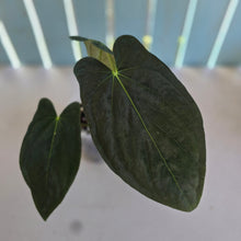 Load image into Gallery viewer, #107 Anthurium (Papillilaminum x Black Cherry)  x (Papillilaminum x Dressleri)