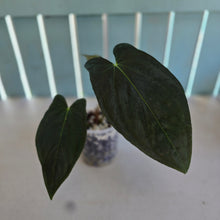 Load image into Gallery viewer, #107 Anthurium (Papillilaminum x Black Cherry)  x (Papillilaminum x Dressleri)