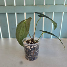 Load image into Gallery viewer, #107 Anthurium (Papillilaminum x Black Cherry)  x (Papillilaminum x Dressleri)