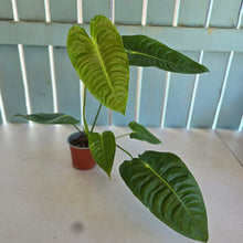 Load image into Gallery viewer, #H104 Anthurium Veitchii