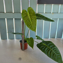 Load image into Gallery viewer, #H104 Anthurium Veitchii