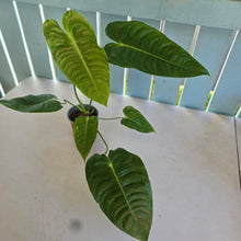 Load image into Gallery viewer, #H104 Anthurium Veitchii