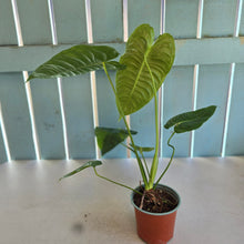Load image into Gallery viewer, #H104 Anthurium Veitchii