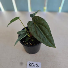 Load image into Gallery viewer, NEW RELEASE - #RD13 Anthurium Papillilaminum x (Lux x Radicans)