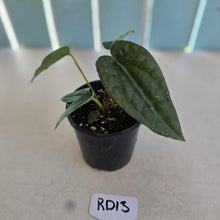 Load image into Gallery viewer, NEW RELEASE - #RD13 Anthurium Papillilaminum x (Lux x Radicans)