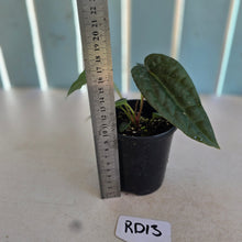 Load image into Gallery viewer, NEW RELEASE - #RD13 Anthurium Papillilaminum x (Lux x Radicans)