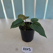 Load image into Gallery viewer, NEW RELEASE - #RD13 Anthurium Papillilaminum x (Lux x Radicans)