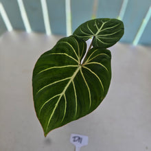 Load image into Gallery viewer, #D11 Philodendron Gloriosum