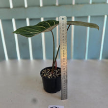 Load image into Gallery viewer, #D11 Philodendron Gloriosum