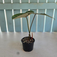 Load image into Gallery viewer, #D11 Philodendron Gloriosum