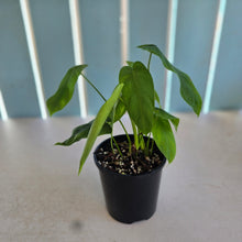 Load image into Gallery viewer, #D118 Philodendron Sharoniae