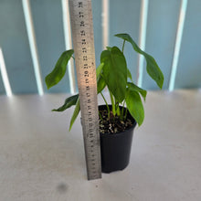 Load image into Gallery viewer, #D118 Philodendron Sharoniae