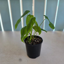 Load image into Gallery viewer, #D118 Philodendron Sharoniae