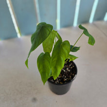 Load image into Gallery viewer, #D118 Philodendron Sharoniae