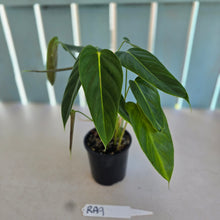Load image into Gallery viewer, #RA9 Philodendron Esmeraldense