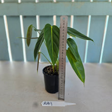 Load image into Gallery viewer, #RA9 Philodendron Esmeraldense