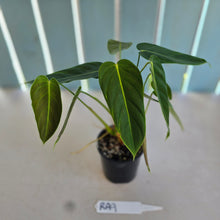 Load image into Gallery viewer, #RA9 Philodendron Esmeraldense