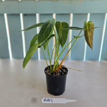 Load image into Gallery viewer, #RA9 Philodendron Esmeraldense