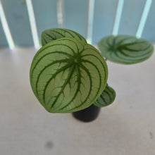Load image into Gallery viewer, #RB5 Watermelon Peperomia