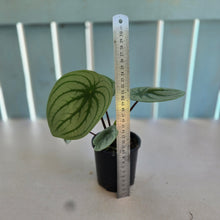 Load image into Gallery viewer, #RB5 Watermelon Peperomia