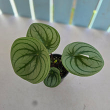 Load image into Gallery viewer, #RB5 Watermelon Peperomia